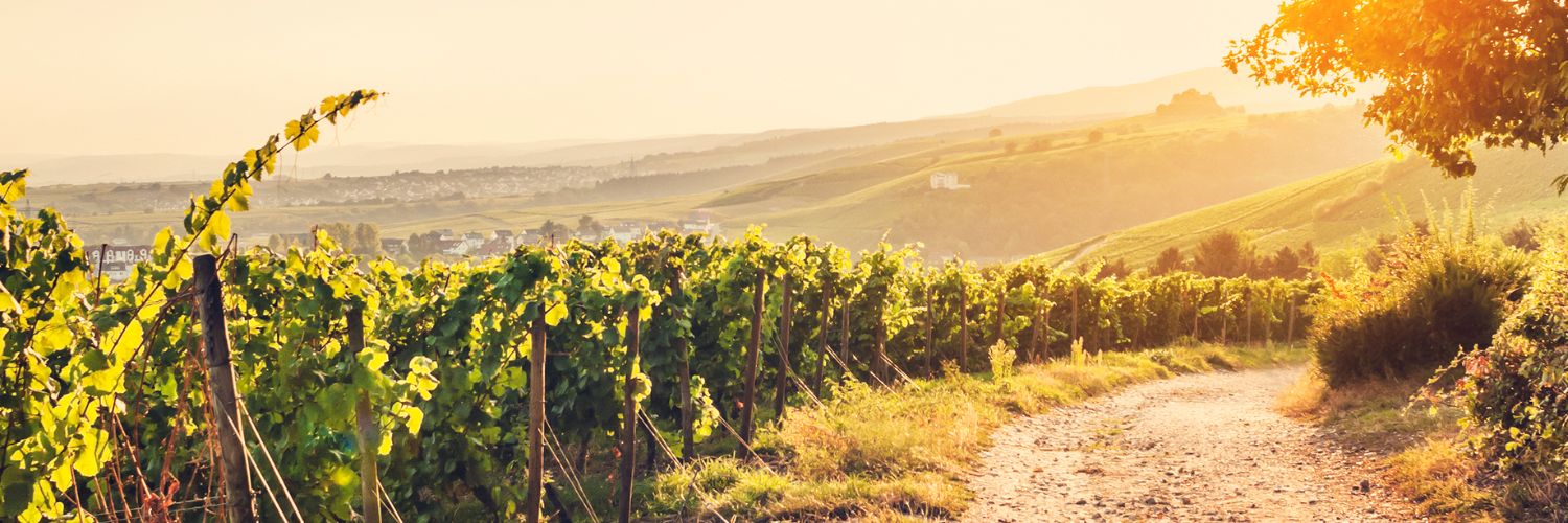 Friedrich Becker Grenzenlos Chardonnay trocken 2024 Friedrich Becker Grenzenlos Chardonnay trocken 2024